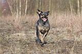 CATAHOULA 042